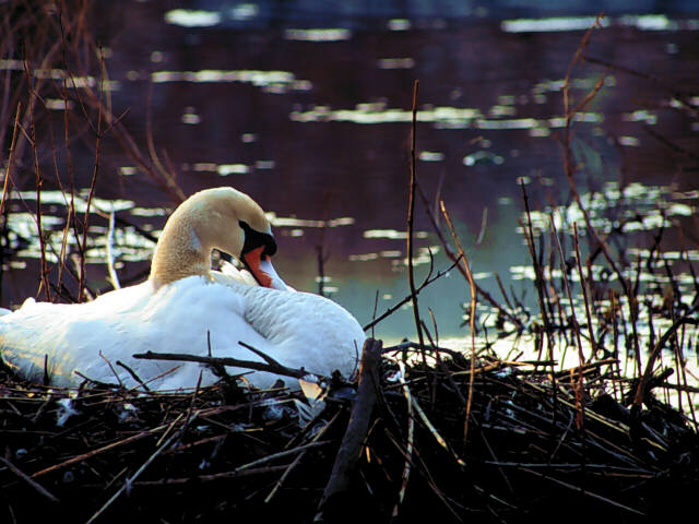 Swan, Canada
